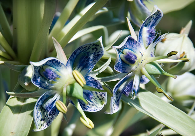 2 monument flowers